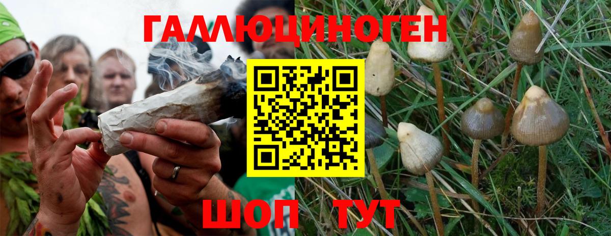 Галлюциногенные грибы GOLDEN TEACHER Волгодонск